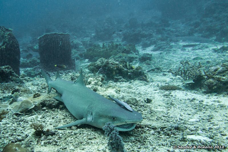 Whitetip reefshark (Triaenodon obesus), Barracuda Point, Pulau Sipadan