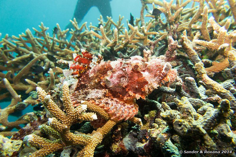 Tasseled scorpionfish (Scorpaenopsis oxycephala), Hanging gardens, Pulau Sipadan