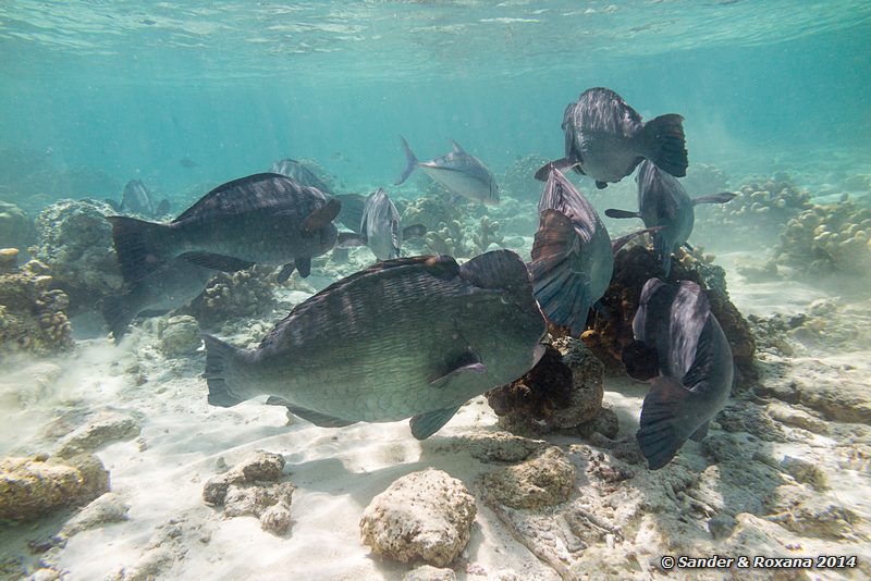 Bumphead parrotfish (Bulbometopon muricatum), Barracuda Point, Pulau Sipadan