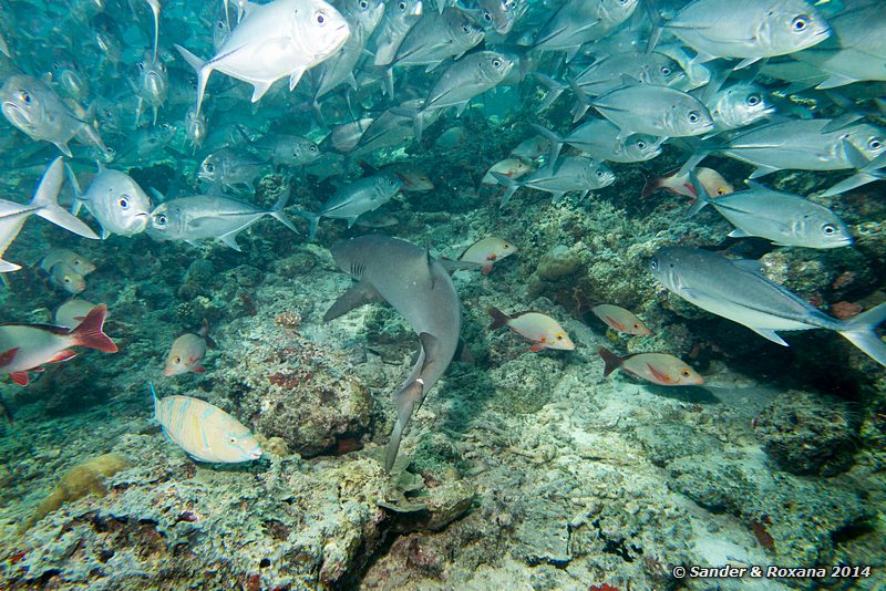 Whitetip reefshark (Triaenodon obesus) and bigeye trevallies (Caranx sexfasciatus), Barracuda Point, Pulau Sipadan