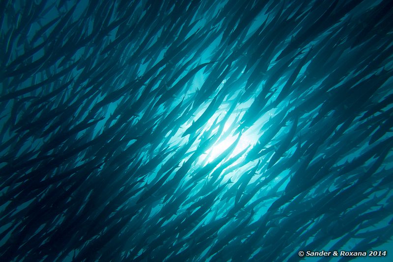 Blackfin barracudas (Sphyraena qenie), Barracuda Point, Pulau Sipadan