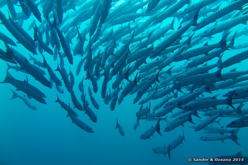 Blackfin barracudas (Sphyraena qenie), Barracuda Point, Pulau Sipadan