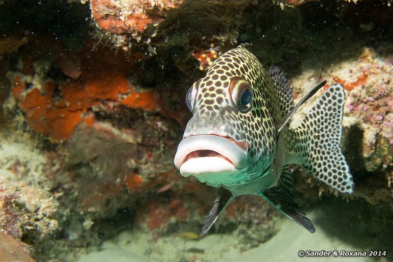 Many-spotted sweetlips (Plectorhinchus chaetodonoides), Barracuda Point, Pulau Sipadan