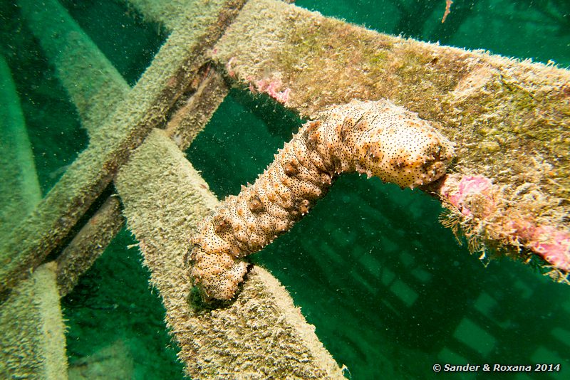 Blackspotted sea cucumber (Bohadschia graeffei), House Reef, Pulau Kapalai