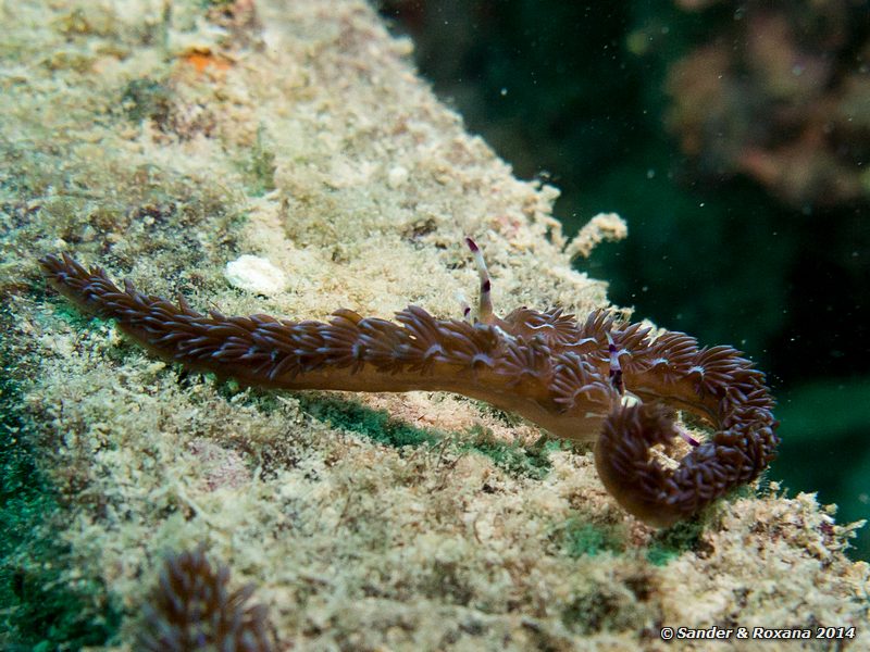 Blue dragon (Pteraeolidia ianthina), House Reef, Pulau Kapalai