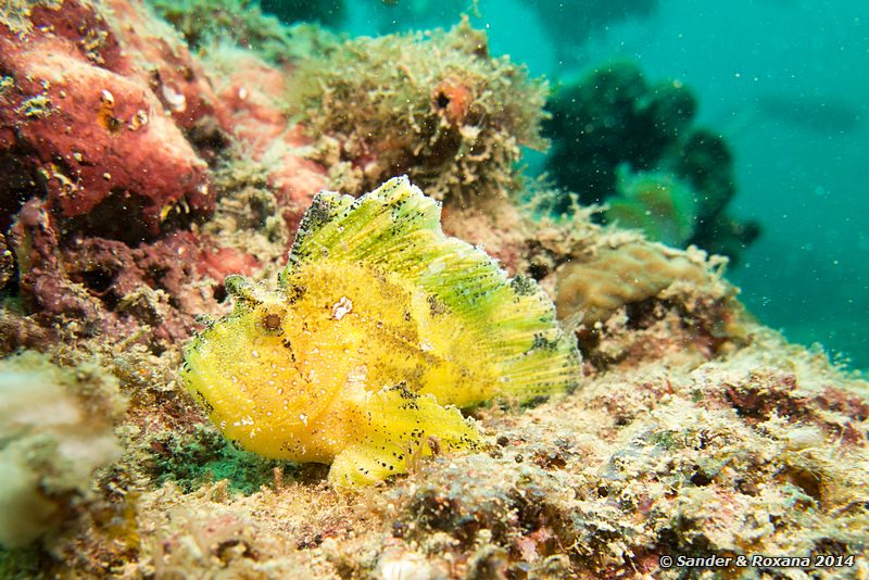 Leaf scorpionfish (Taenianotus triacanthus), House Reef, Pulau Kapalai