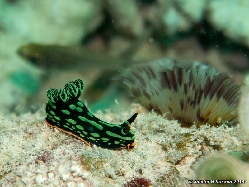 Kubaryanas nembrotha (Nembrotha kubaryana), House Reef, Pulau Kapalai