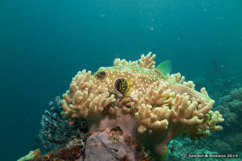 White-spotted puffer (Arothron hispidus), Eel Garden, Pulau Mabul