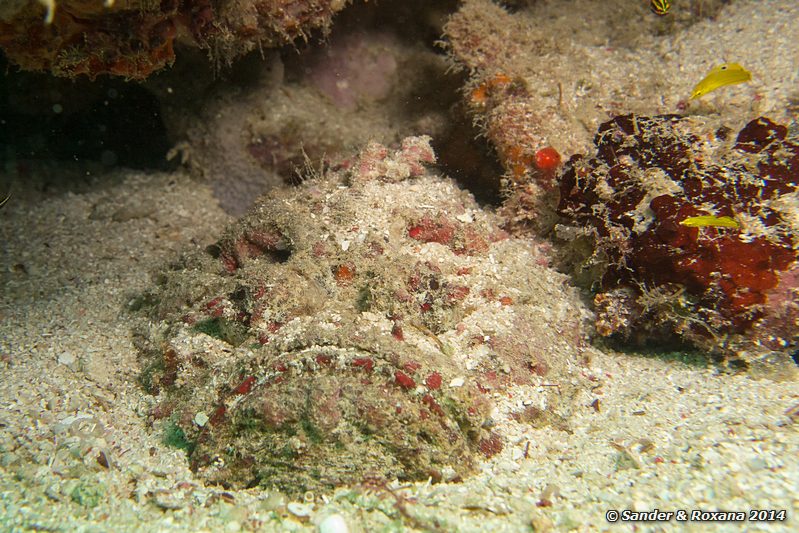 Reef stonefish (Synanceia verrucosa), D-Wall, Pulau Mabul