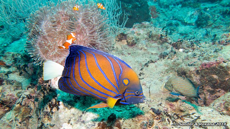 Blue-ringed angelfish (Pomacanthus annularis), Temple Of The Sea (Tokong Laut. The Pinnacle), Perhentians