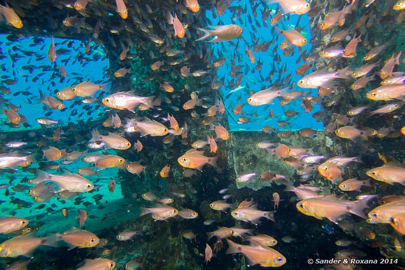 Orangelined cardinalfish (Archamia fucata), Police wreck, Perhentians