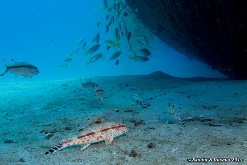 Freckled goatfish (Upeneus tragula), Police wreck, Perhentians