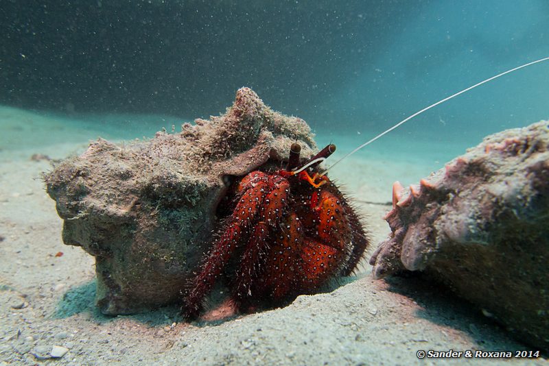 White-spotted hermit crab (Dardanus megistos), Police wreck, Perhentians