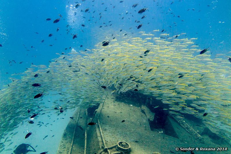 Bigeye snappers (Lutjanus lutjanus), Police wreck, Perhentians