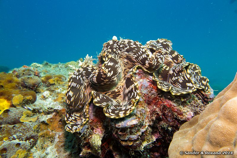 Giant clam (Tridacna gigas), D'Lagoon, Perhentians