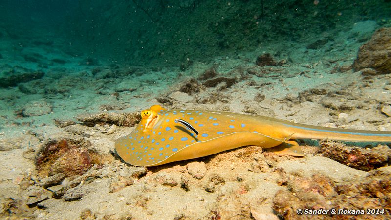 Blue-spotted ribbontail ray (Taeniura lymma), Terumbu Tiga @ T3, Perhentians