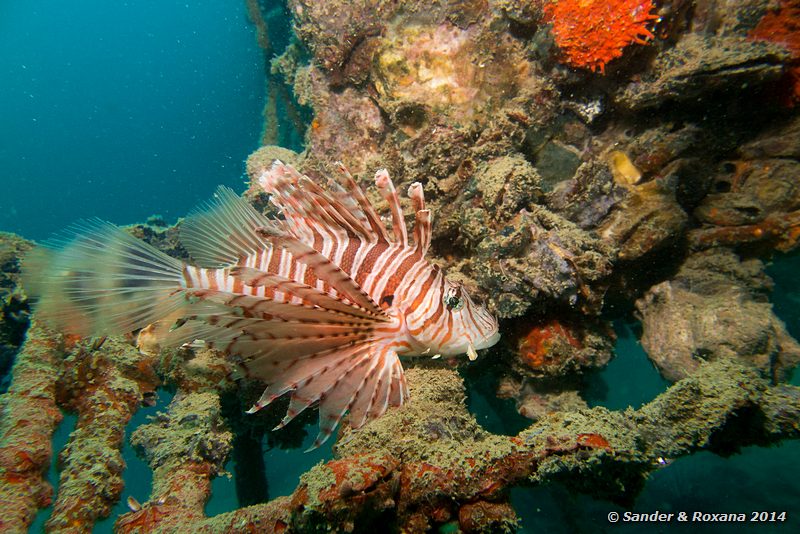 Common lionfish (Pterois volitans), Sugar wreck, Perhentians