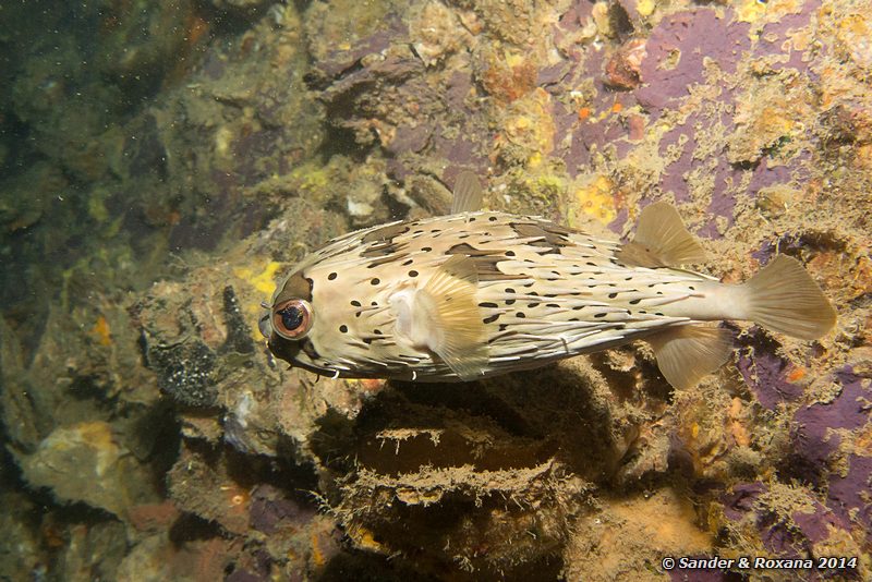 Black-blotched porcupinefish (Diodon liturosus), Sugar wreck, Perhentians