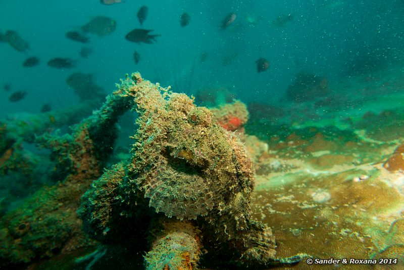 Raggy scorpionfish (Scorpaenopsis venosa), Sugar wreck, Perhentians