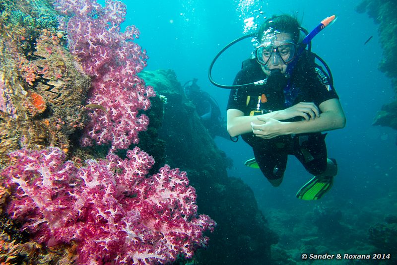 Soft coral, Small reef, Perhentians