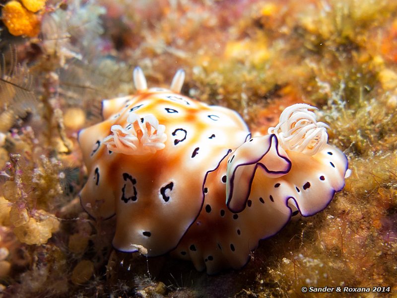 Leopard chromodoris (Chromodoris leopardus), Small reef, Perhentians