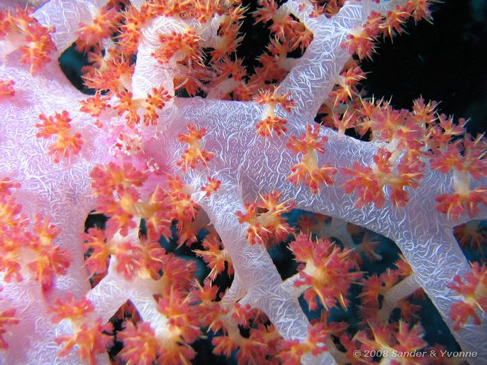 Doorschijnend stekelkoraal, Met krabbetje? Dendronephthya spp., Likuan III, Bunaken NP