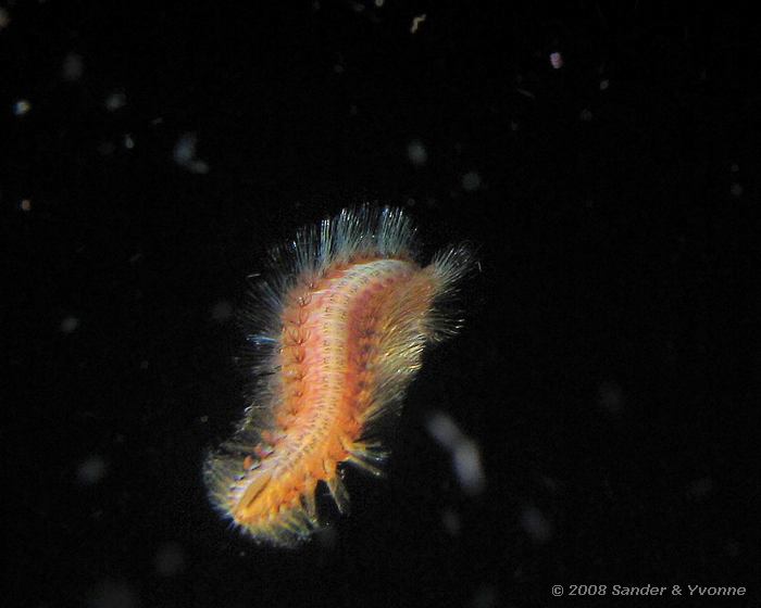 Zwemmende worm, Alung Banna, Bunaken NP