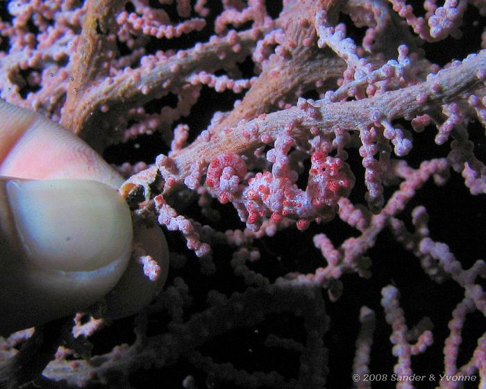 Pygmee zeepaardje, Hippocampus bargibanti, Siladen, Bunaken NP