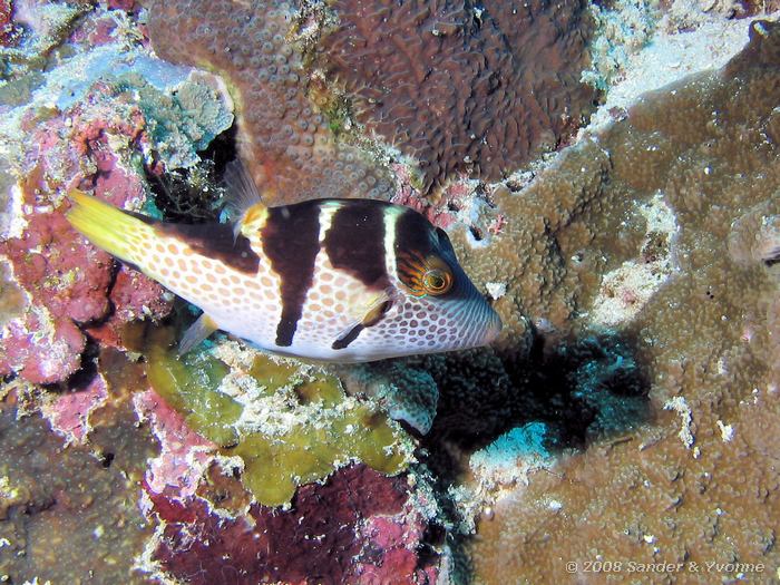 Zadelvlek spitskopkogelvis, Canthigaster valentini, Pangalisang, Bunaken NP