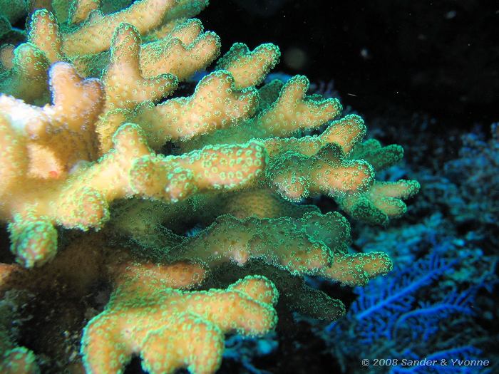 Rondtoppig seriatopora, Seriatopora caliendrum, Pangalisang, Bunaken NP