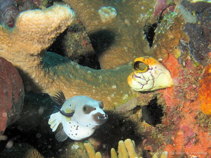 Zwartvlek kogelvis, Arothron nigropunctatus, Fukui, Bunaken NP