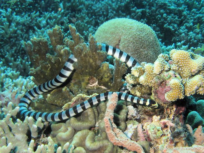 Geellipzeecobra, Laticauda colubrina, Fukui, Bunaken NP