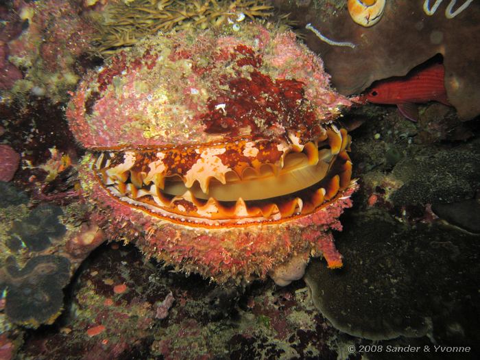 Stekeloester, Spondylus varius, Johnsons, Bunaken NP