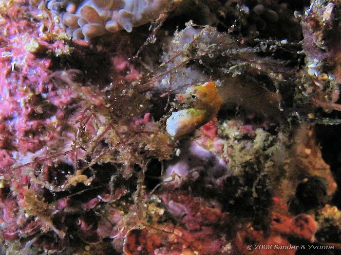 Pontohi zeepaardje, Hippocampus pontohi, Johnsons, Bunaken NP