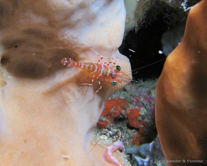 Groenogige dansgarnaal, Cinetorhynchus reticulatus, Johnsons, Bunaken NP