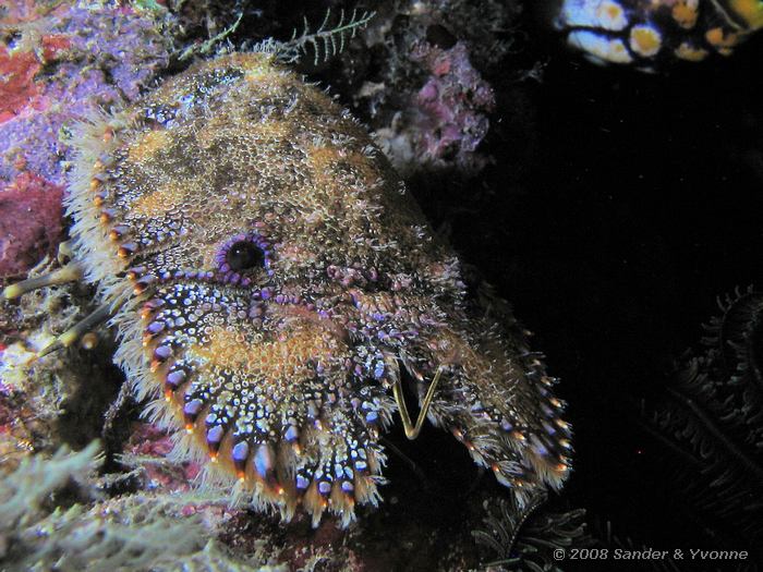 Beerkreeft, Parribacus antarcticus, Johnsons, Bunaken NP