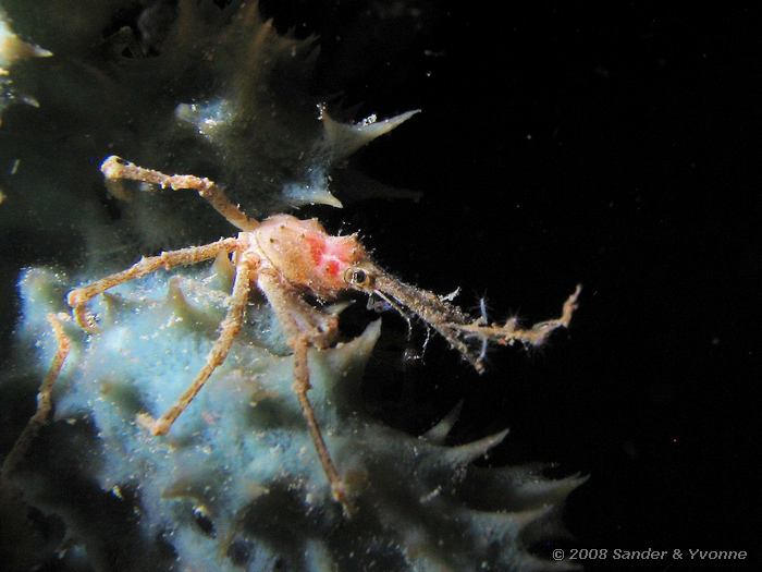 Octocoral-spinkrab, Majidae, Johnsons, Bunaken NP