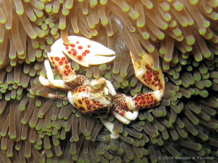 Anemoon porseleinkrabbetje, Neopetrolisthes maculatus, Johnsons, Bunaken NP