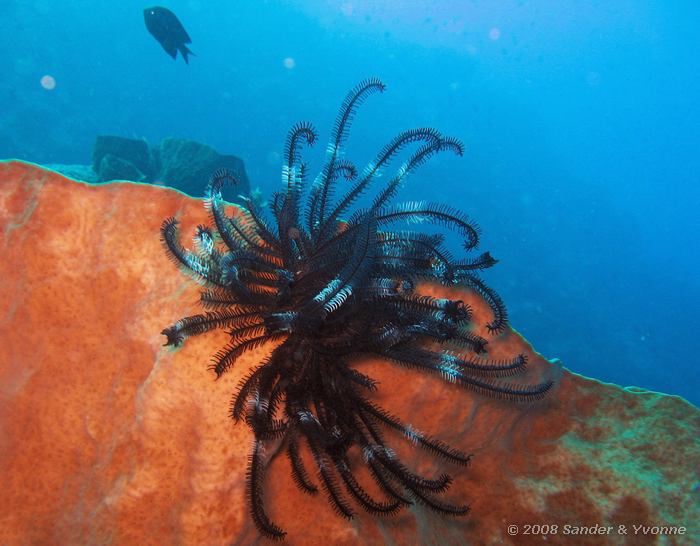 Haarster op spons, Likuan I, Bunaken NP