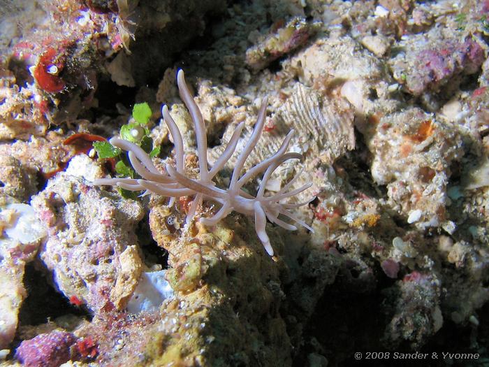 Phyllodesmium briareum, Naaktslak, Mikes point, Bunaken NP