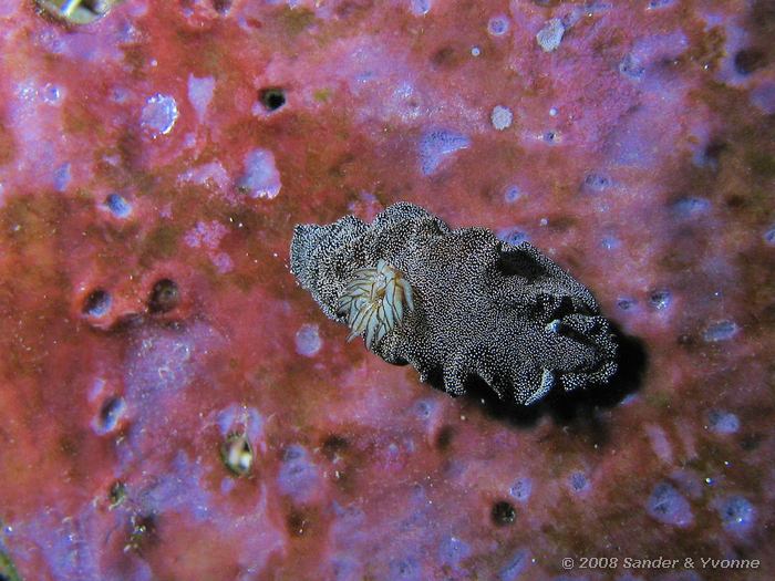 Glossodoris stellatus, Naaktslak, Mikes point, Bunaken NP