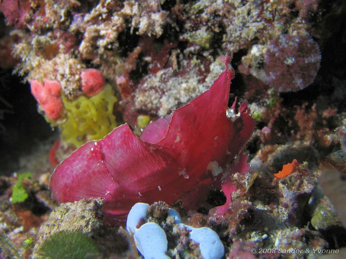 Blad schorpioenvis, Taenianotus triacanthus, Mikes point, Bunaken NP