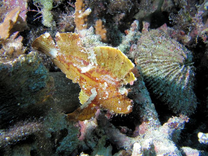 Blad schorpioenvis, Taenianotus triacanthus, Muka Kampung, Bunaken NP