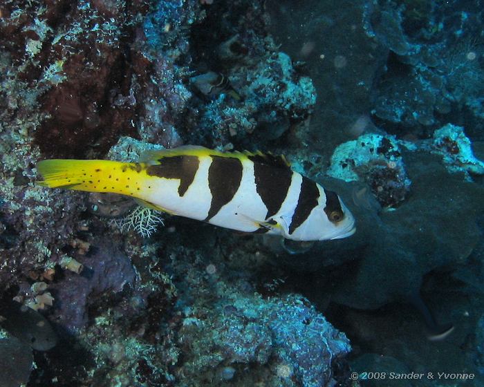 Zadel forelbaars, Plectropomus laevis, Muka Kampung, Bunaken NP