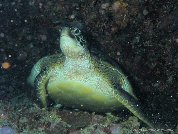 Soepschildpad, Chelonia mydas, Muka Kampung, Bunaken NP