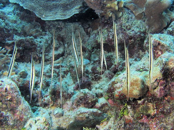 Gestreepte scheermesvissen, Aeoliscus strigatus, Muka Kampung, Bunaken NP