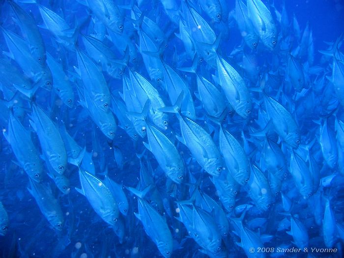 Grootoogmakrelen, Caranx sexfasciatus, Barracuda Point, Bunaken NP