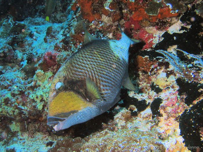 Blauwvin trekkervis, Balistoides viridescens, Sachikos, Bunaken NP