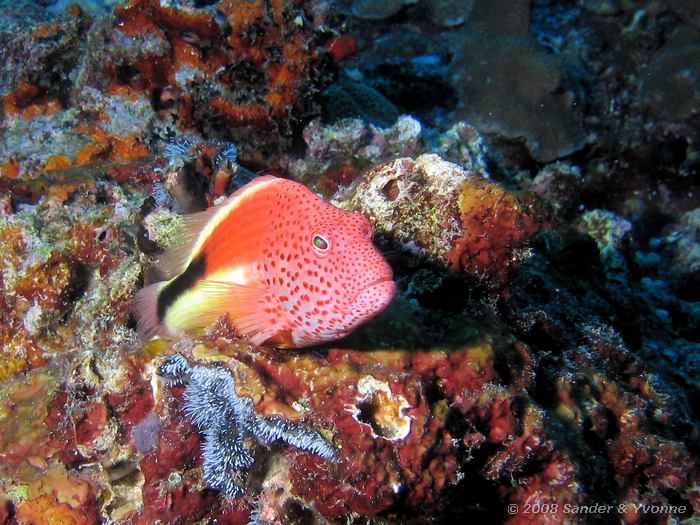 Slanke koraalklimmer, Paracirrhites forsteri, Pangulingan, Bunaken NP