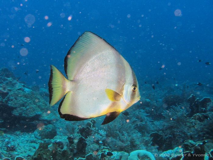 Ronde vleermuisvis, Platax orbicularis, Pangulingan, Bunaken NP